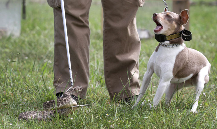 Snake Avoidance Class